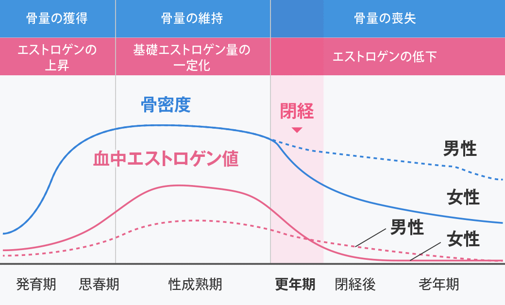 エストロゲンの低下→骨密度の低下→骨粗鬆症