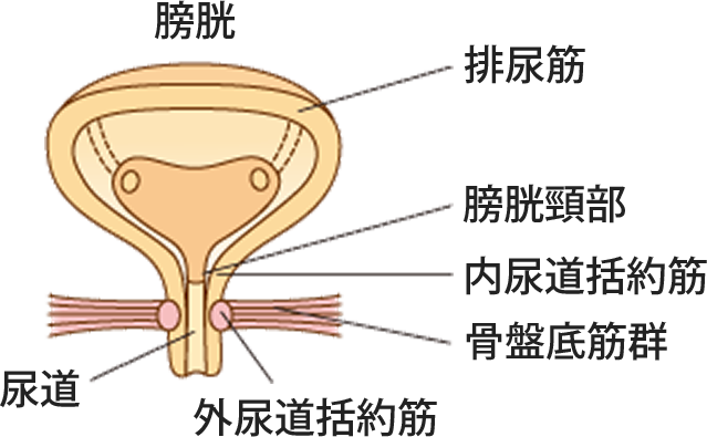 どうして過活動膀胱になるの？